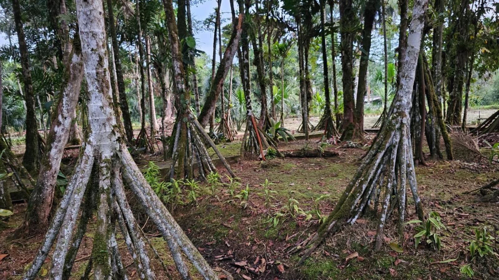 Hosteria Finca El Pigual Puyo Luaran gambar